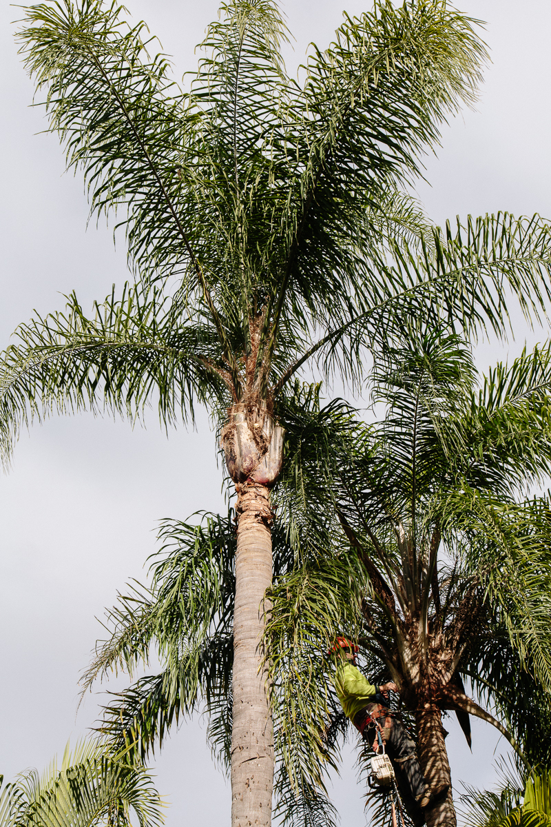 Brisbane Palm Tree Trimming Brisbane Mulching Service